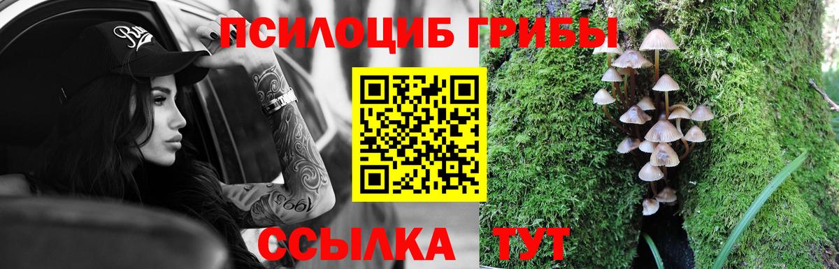 Псилоцибиновые грибы Psilocybine cubensis Асино